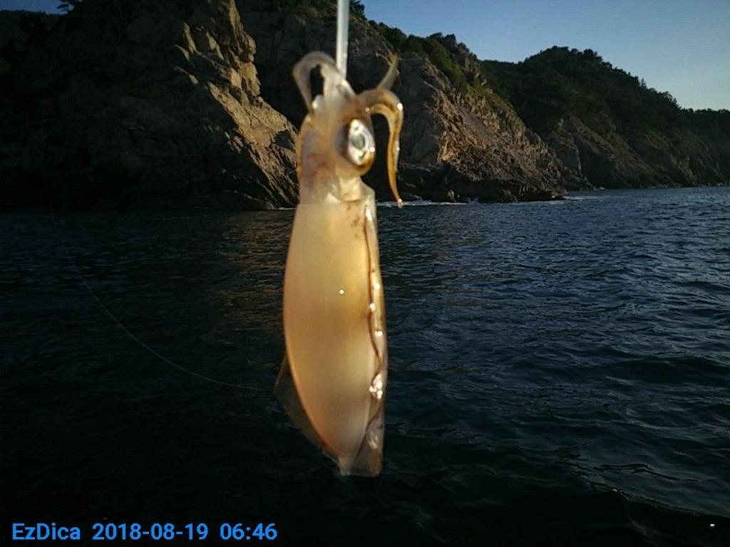 낚시뚜,무늬오징어,통영미수동방파제,통영명인낚시,낚시뚜4