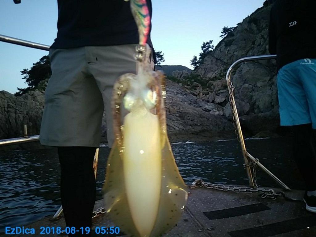 낚시뚜,무늬오징어,통영미수동방파제,통영명인낚시,낚시뚜2