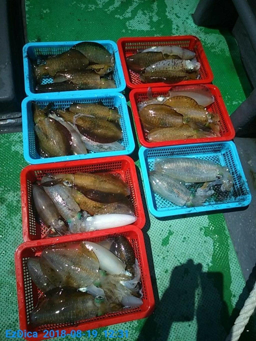 낚시뚜,무늬오징어,통영미수동방파제,통영명인낚시,낚시뚜8