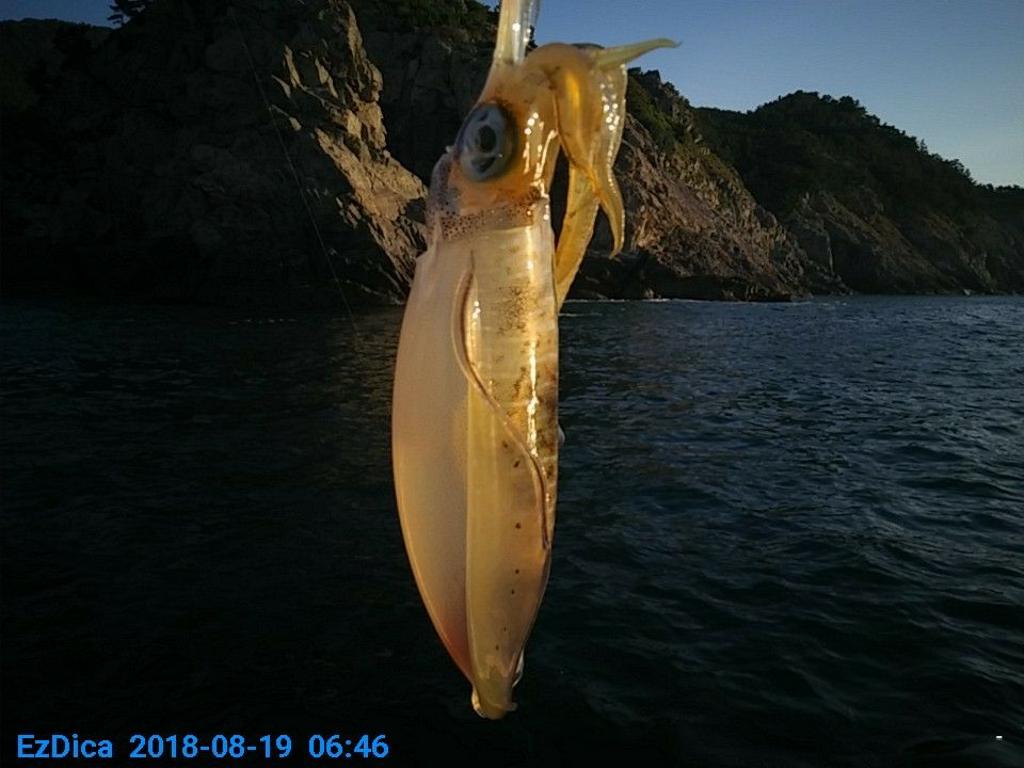 낚시뚜,무늬오징어,통영미수동방파제,통영명인낚시,낚시뚜4