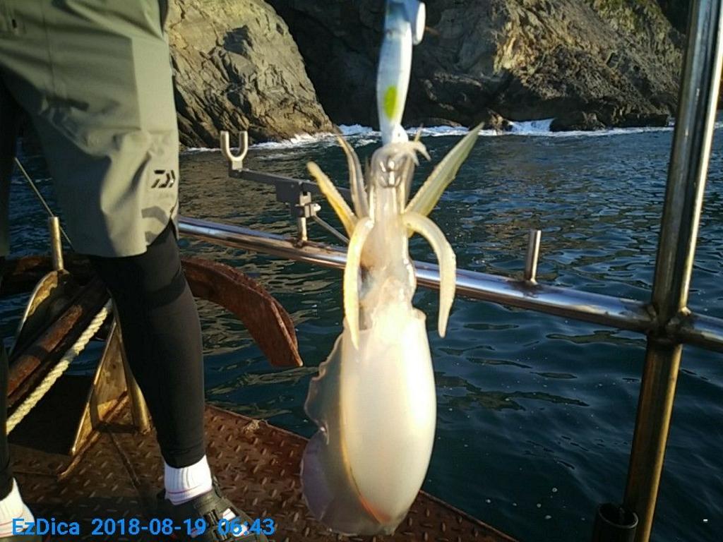 낚시뚜,무늬오징어,통영미수동방파제,통영명인낚시,낚시뚜2