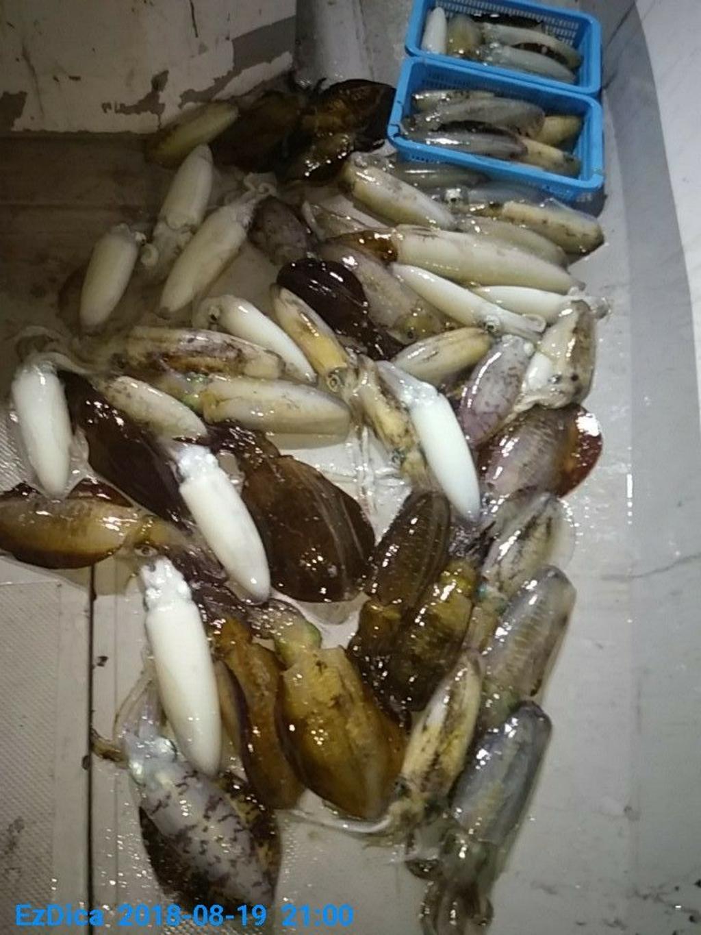 낚시뚜,무늬오징어,통영미수동방파제,통영명인낚시,낚시뚜0