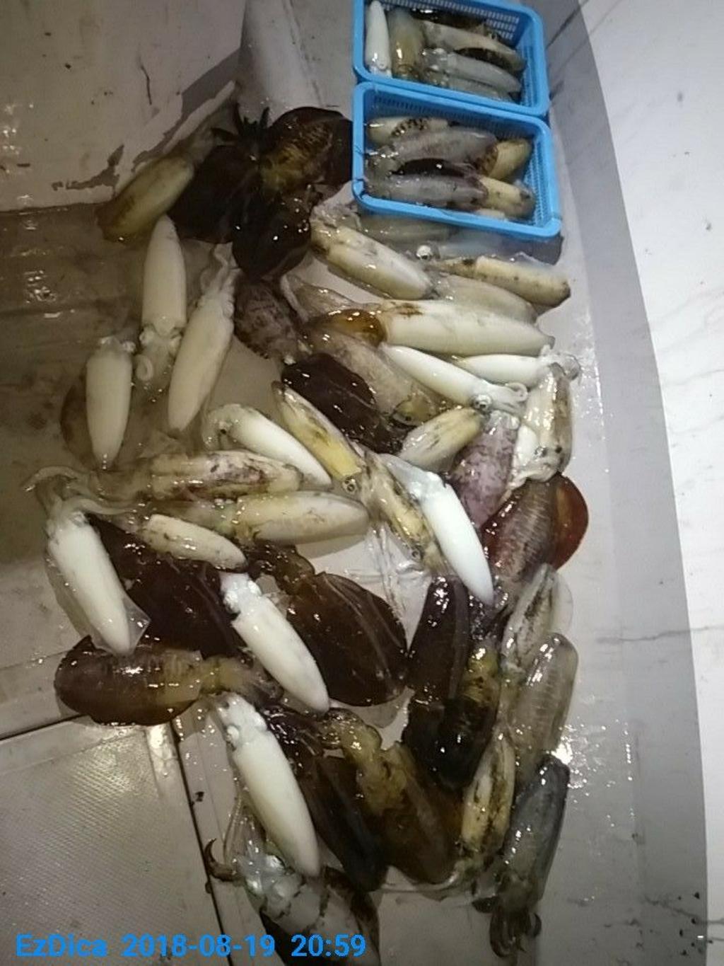 낚시뚜,무늬오징어,통영미수동방파제,통영명인낚시,낚시뚜2