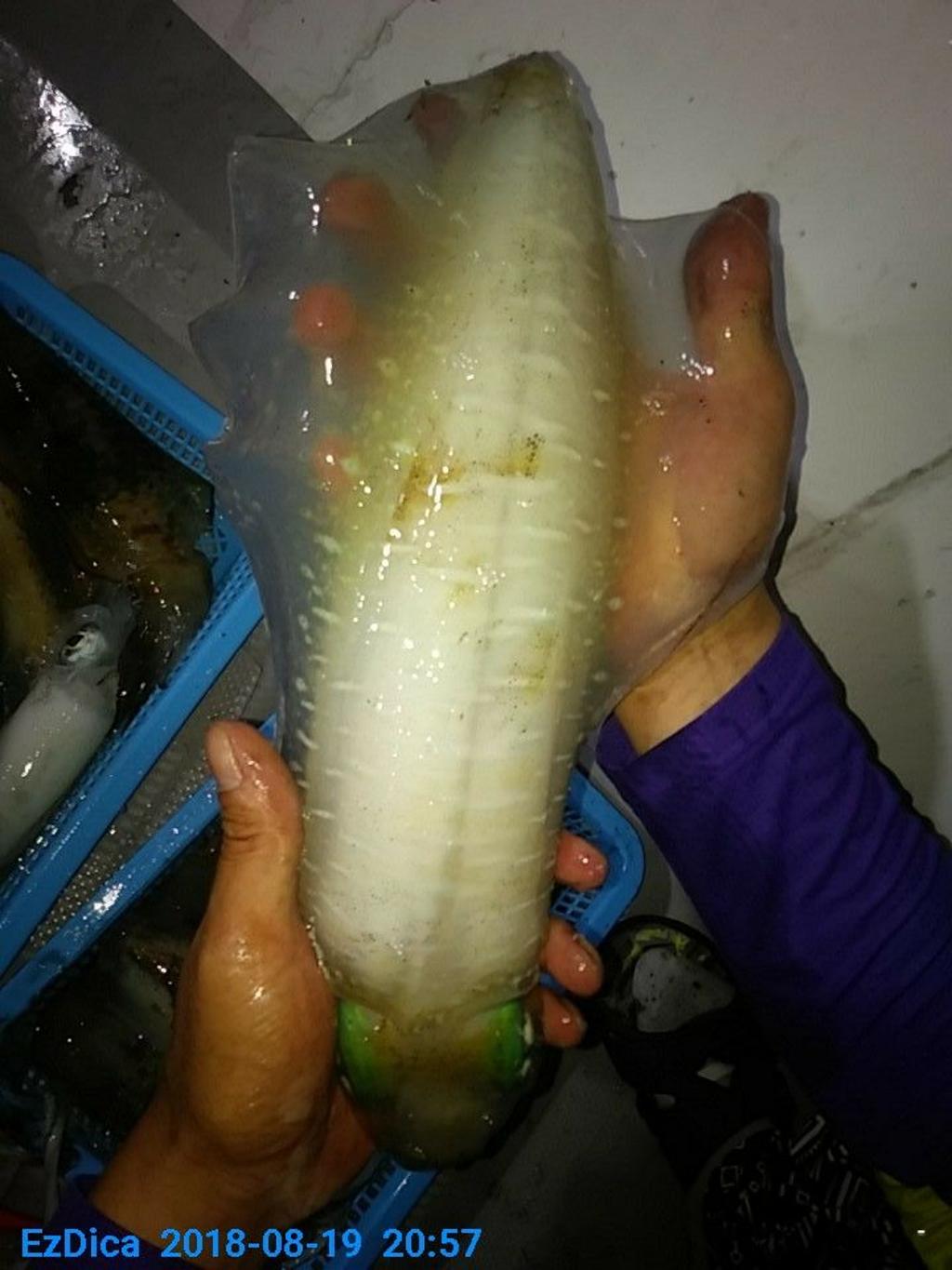 낚시뚜,무늬오징어,통영미수동방파제,통영명인낚시,낚시뚜1