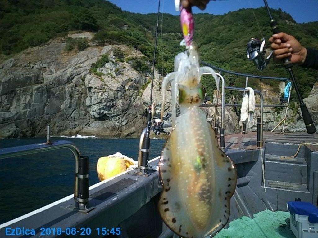 낚시뚜,무늬오징어,통영미수동방파제,통영명인낚시,낚시뚜3