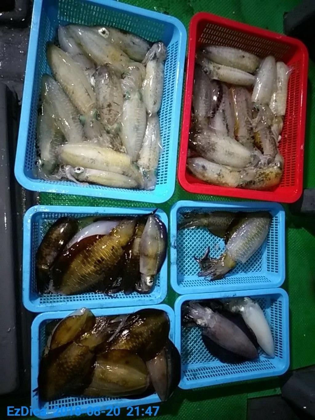 낚시뚜,무늬오징어,통영미수동방파제,통영명인낚시,낚시뚜10