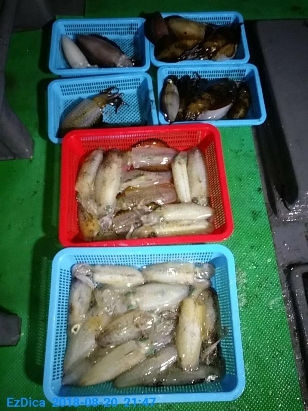 낚시뚜,무늬오징어,통영미수동방파제,통영명인낚시,낚시뚜9