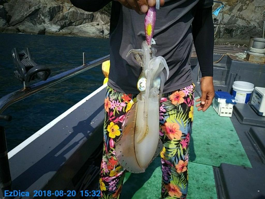 낚시뚜,무늬오징어,통영미수동방파제,통영명인낚시,낚시뚜2