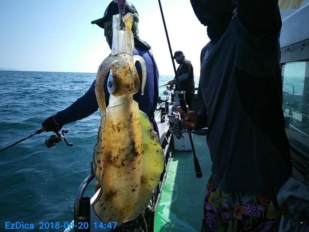 낚시뚜,무늬오징어,통영미수동방파제,통영명인낚시,낚시뚜1