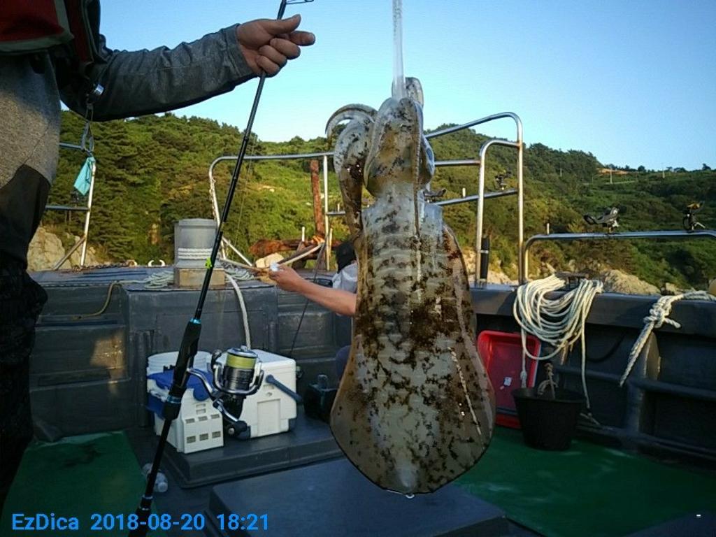 낚시뚜,무늬오징어,통영미수동방파제,통영명인낚시,낚시뚜7