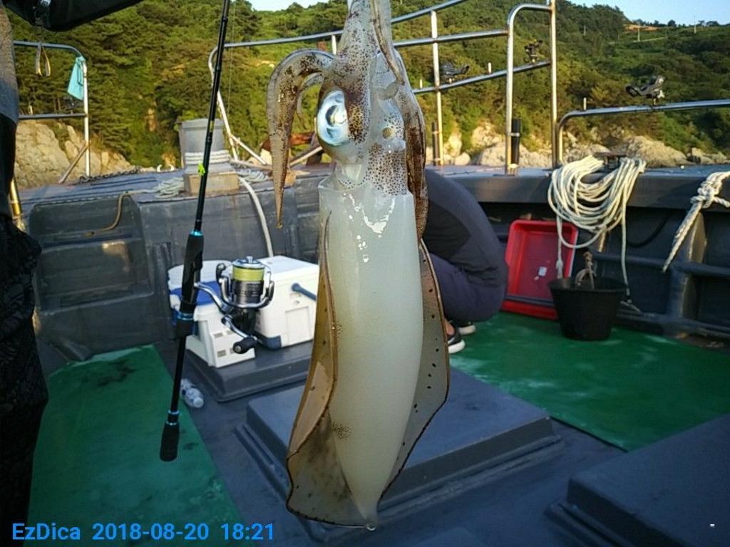 낚시뚜,무늬오징어,통영미수동방파제,통영명인낚시,낚시뚜6