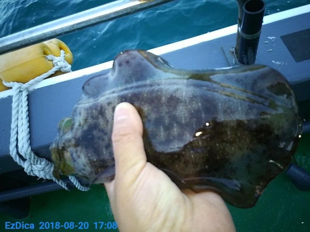 낚시뚜,무늬오징어,통영미수동방파제,통영명인낚시,낚시뚜5