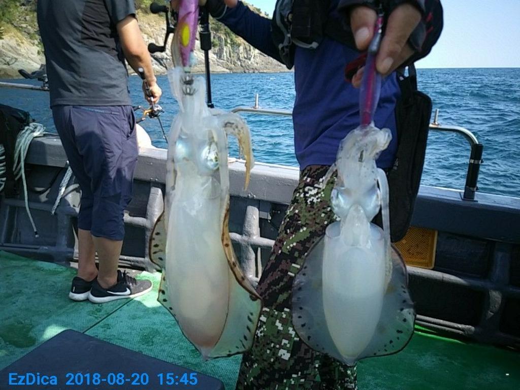 낚시뚜,무늬오징어,통영미수동방파제,통영명인낚시,낚시뚜1