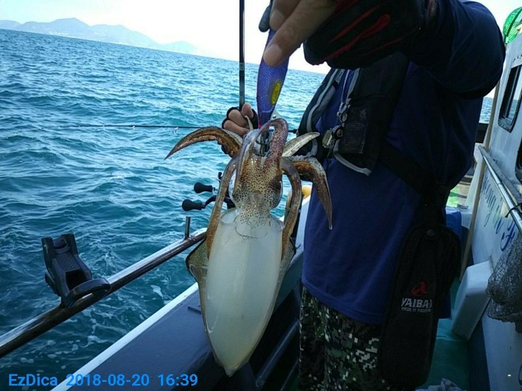 낚시뚜,무늬오징어,통영미수동방파제,통영명인낚시,낚시뚜4