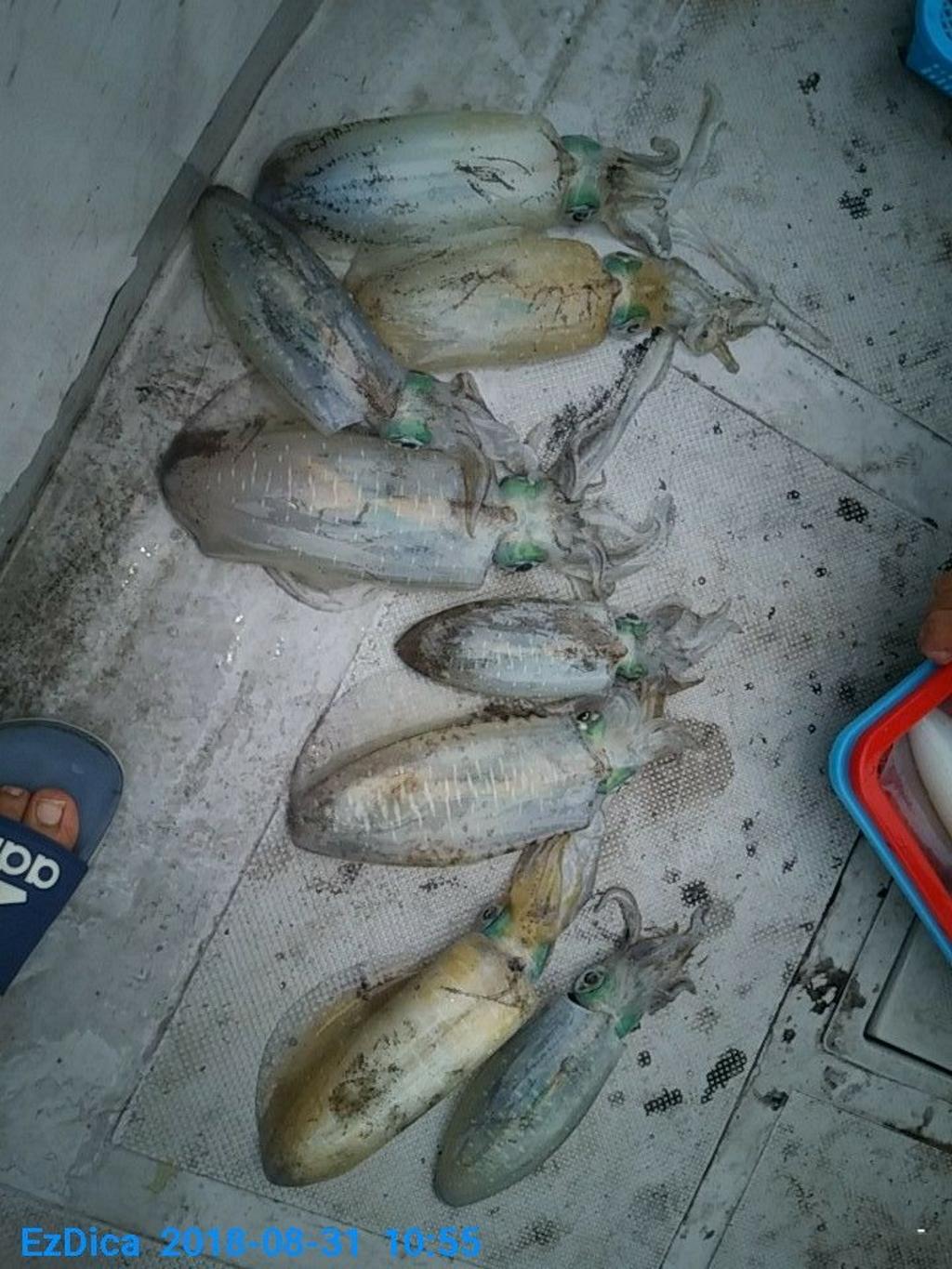 낚시뚜,무늬오징어,통영미수동방파제,통영명인낚시,낚시뚜2