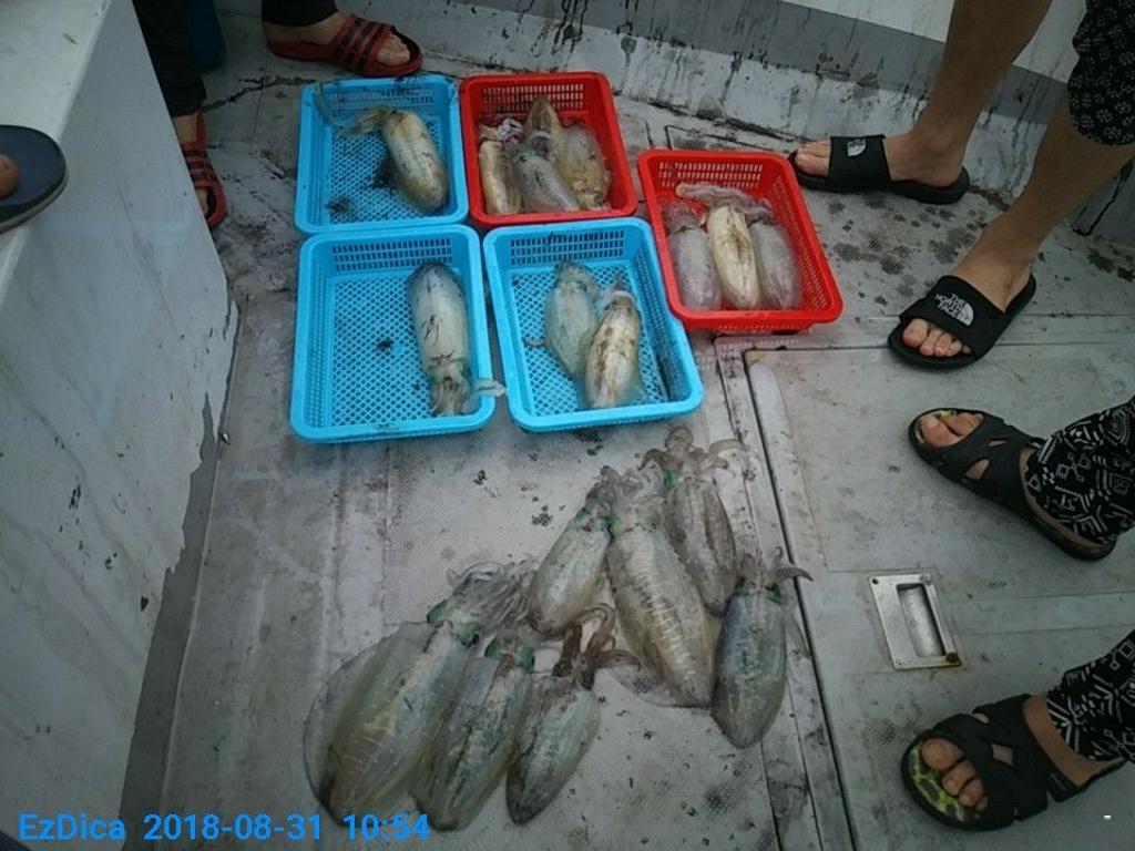 낚시뚜,무늬오징어,통영미수동방파제,통영명인낚시,낚시뚜1