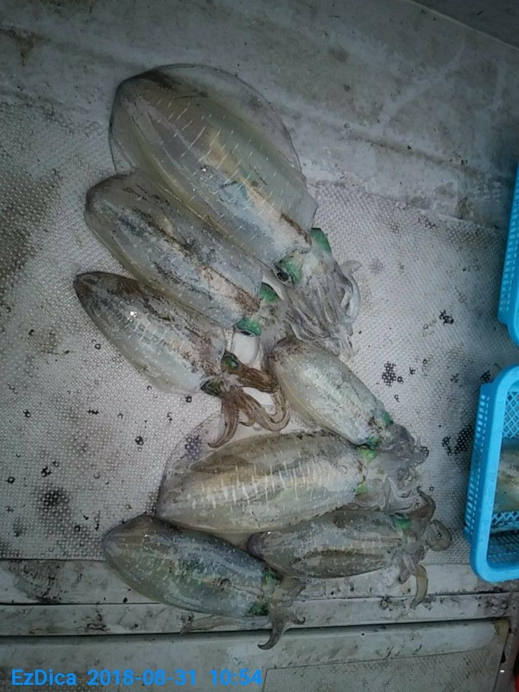 낚시뚜,무늬오징어,통영미수동방파제,통영명인낚시,낚시뚜0