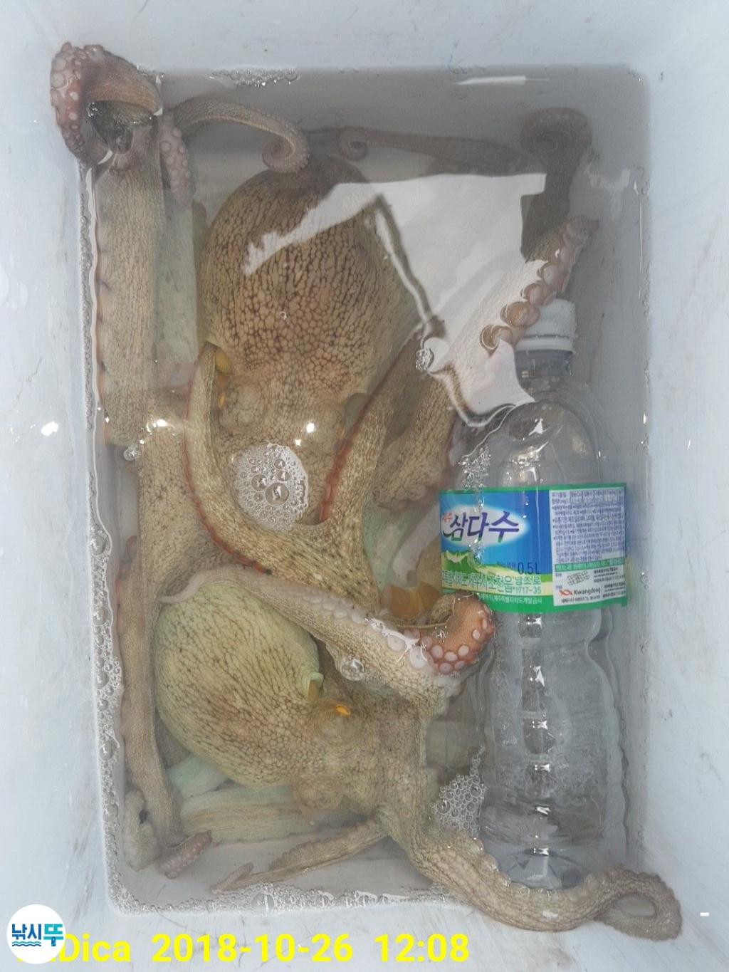 낚시뚜,돌문어,진해 안골항,제일호,낚시뚜7