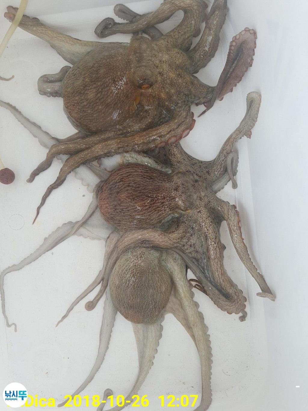 낚시뚜,돌문어,진해 안골항,제일호,낚시뚜6