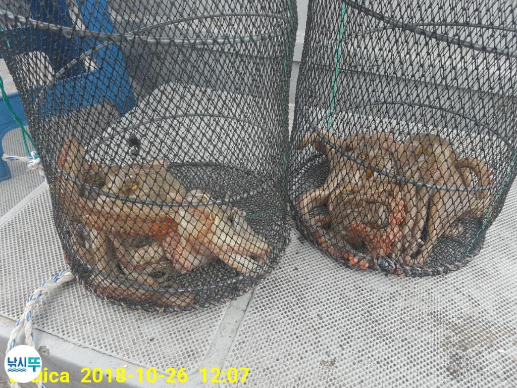 낚시뚜,돌문어,진해 안골항,제일호,낚시뚜5