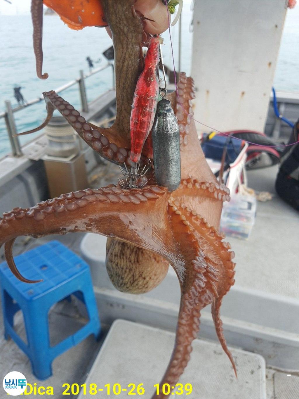 낚시뚜,돌문어,진해 안골항,제일호,낚시뚜4