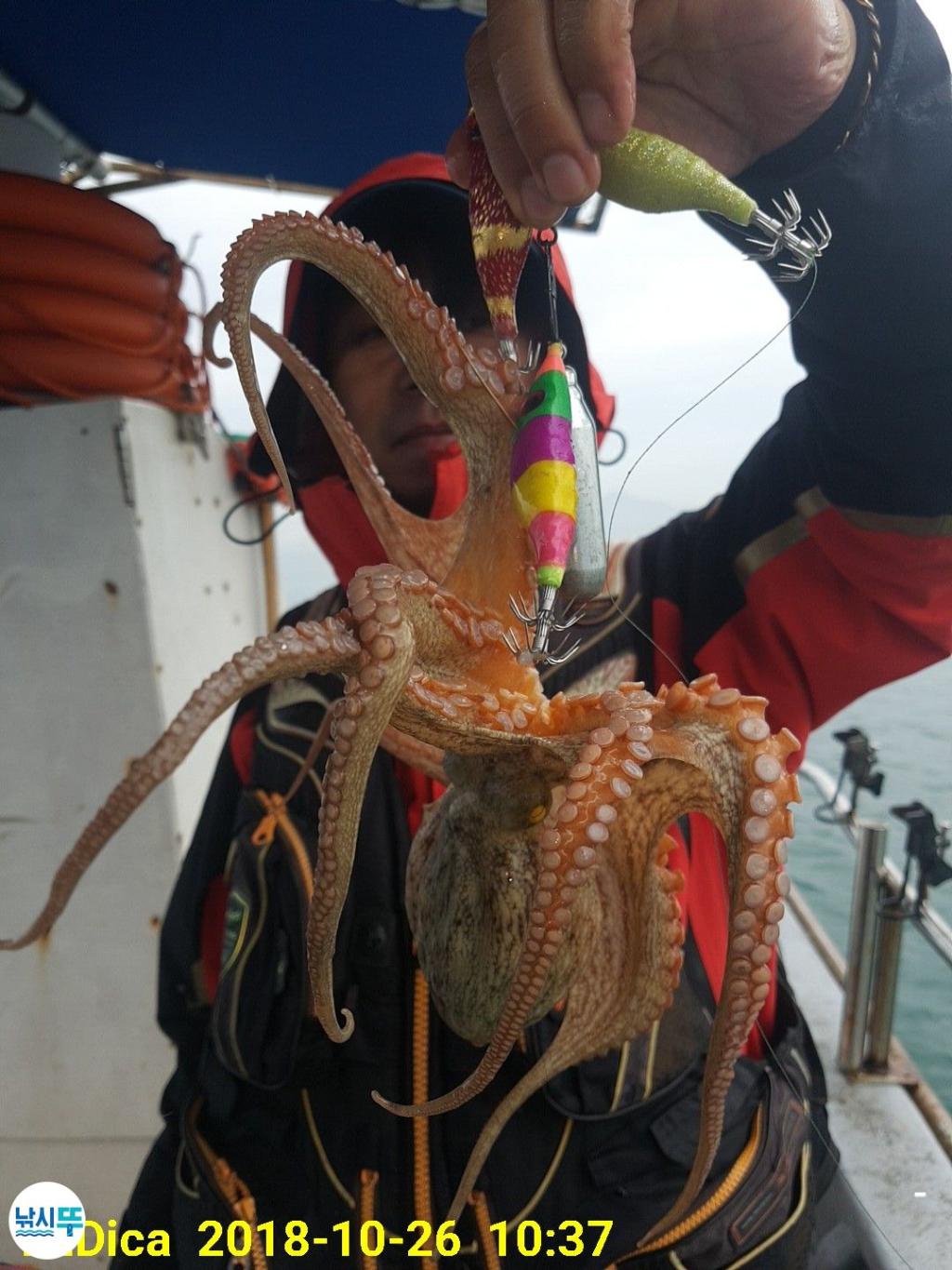 낚시뚜,돌문어,진해 안골항,제일호,낚시뚜3