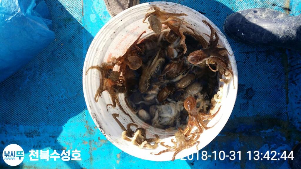 낚시뚜,갑오징어,쭈꾸미,우럭,천북학성선착장,천북 수성호,낚시뚜5