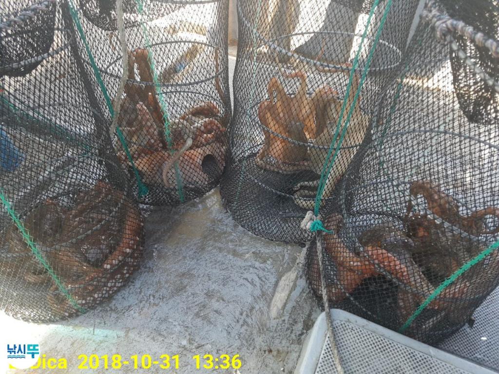 낚시뚜,돌문어,진해 안골항,제일호,낚시뚜9