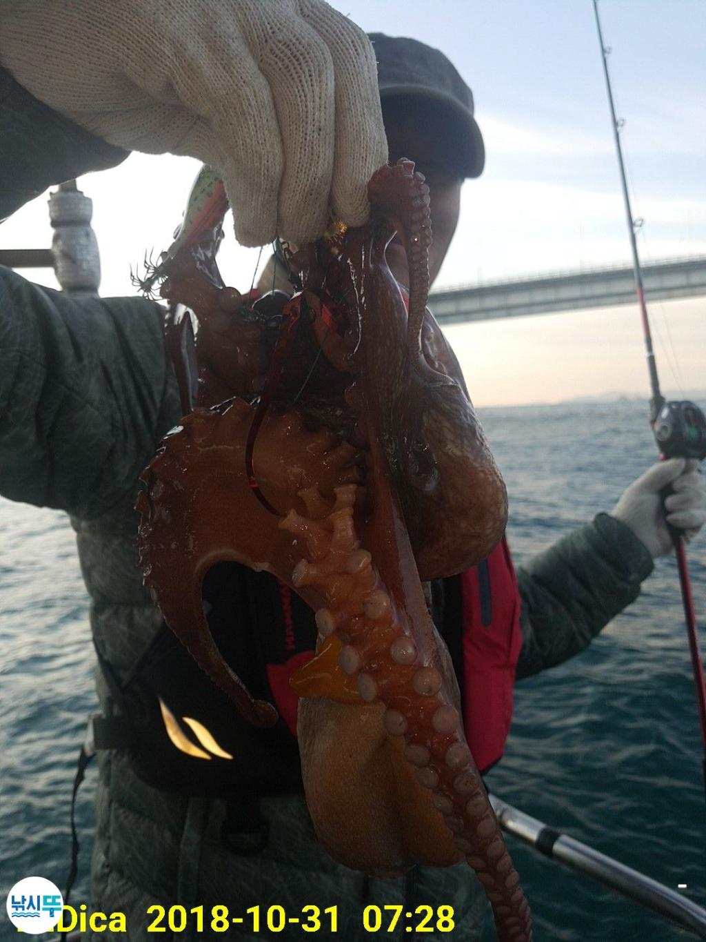 낚시뚜,돌문어,진해 안골항,제일호,낚시뚜4
