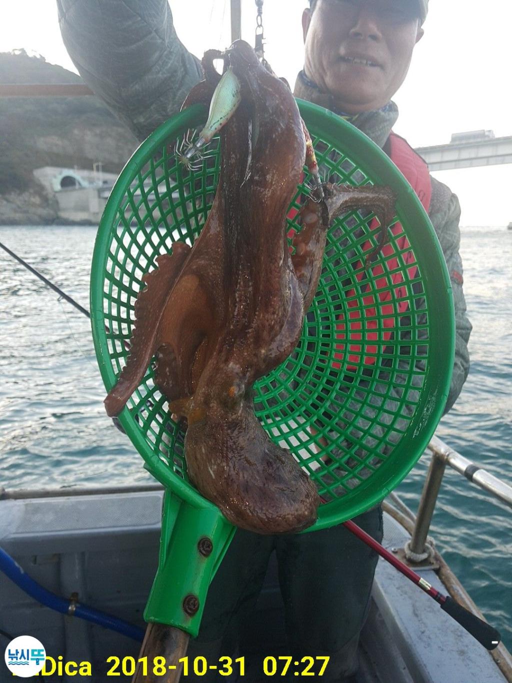 낚시뚜,돌문어,진해 안골항,제일호,낚시뚜3
