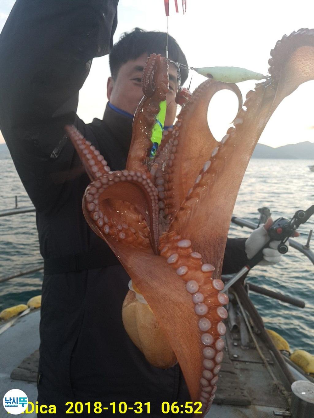 낚시뚜,돌문어,진해 안골항,제일호,낚시뚜2