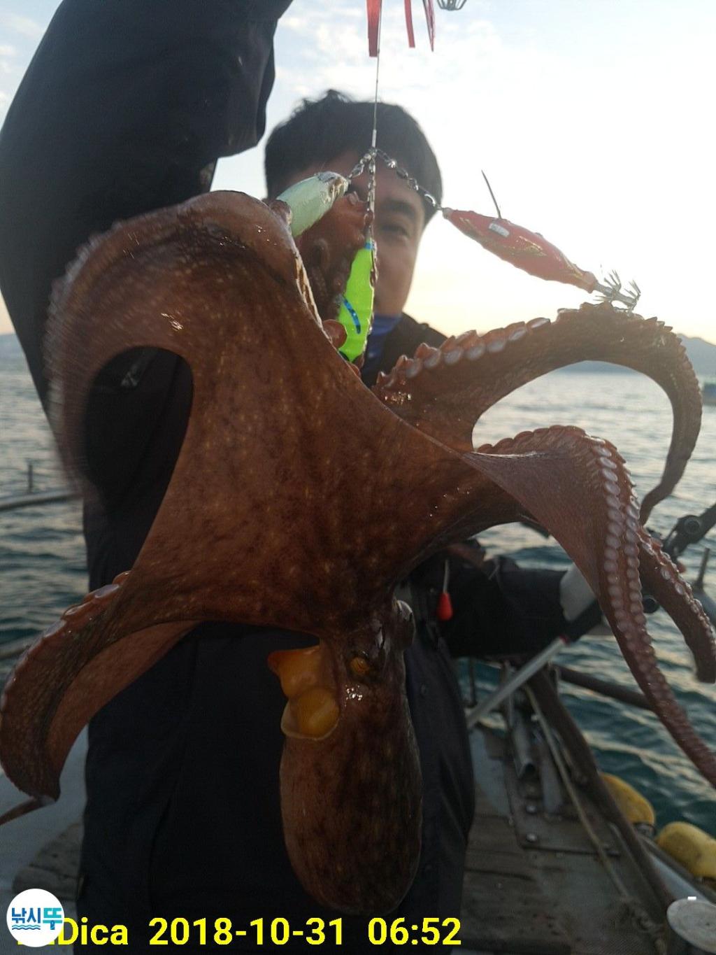 낚시뚜,돌문어,진해 안골항,제일호,낚시뚜1