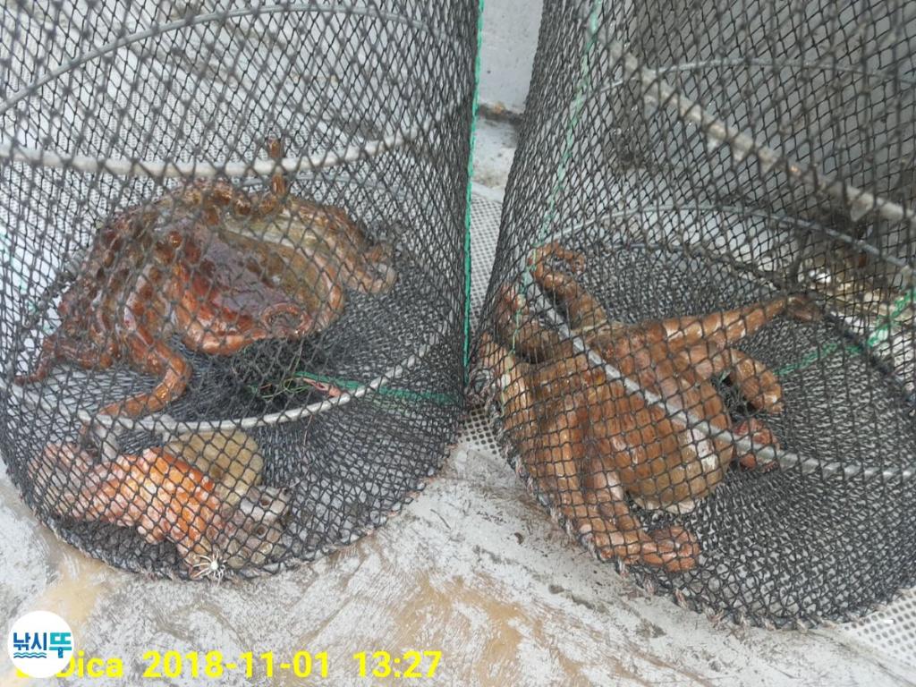 낚시뚜,돌문어,진해 안골항,제일호,낚시뚜3