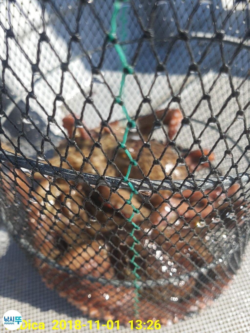 낚시뚜,돌문어,진해 안골항,제일호,낚시뚜2