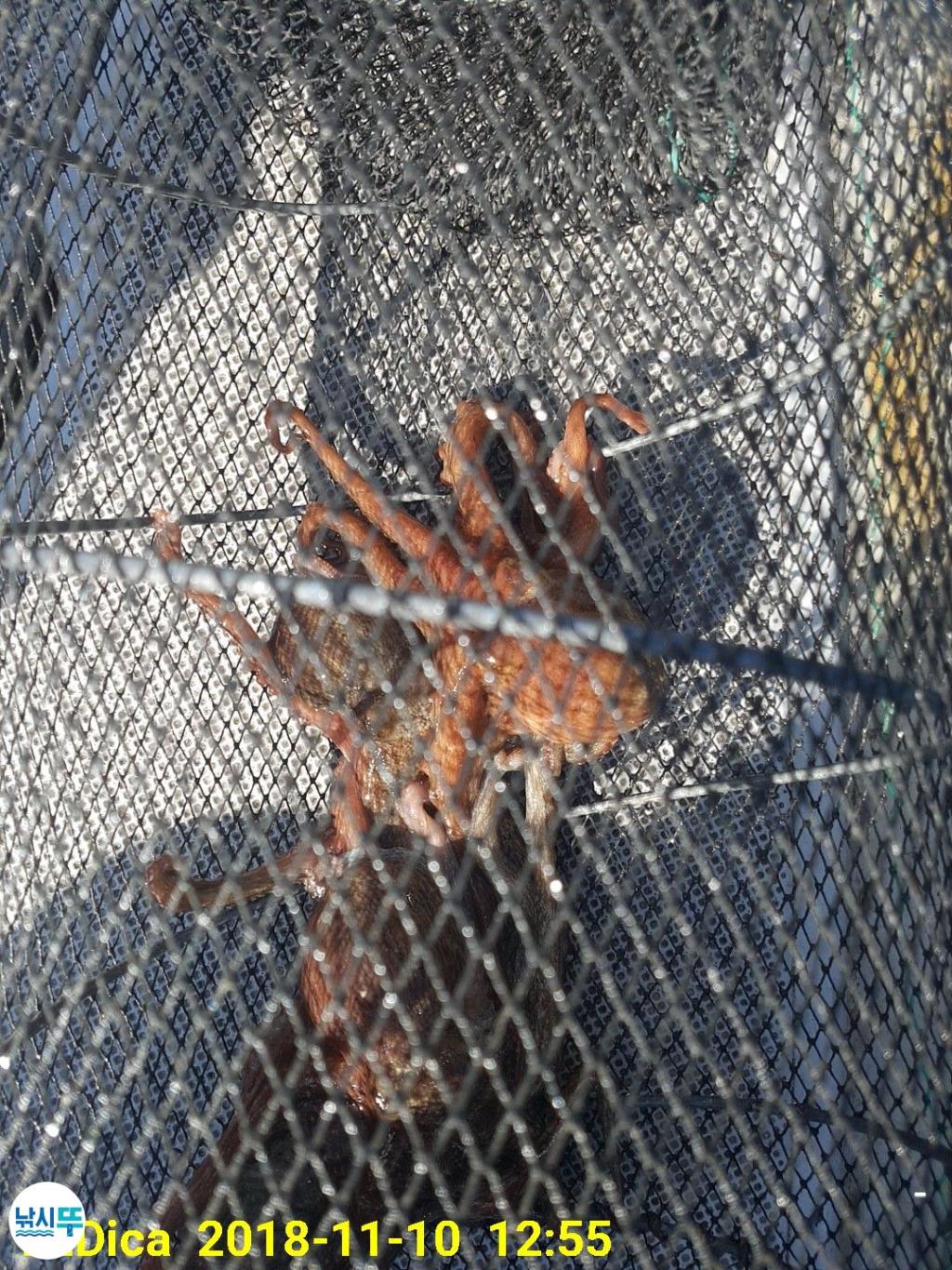 낚시뚜,돌문어,진해 안골항,제일호,낚시뚜13