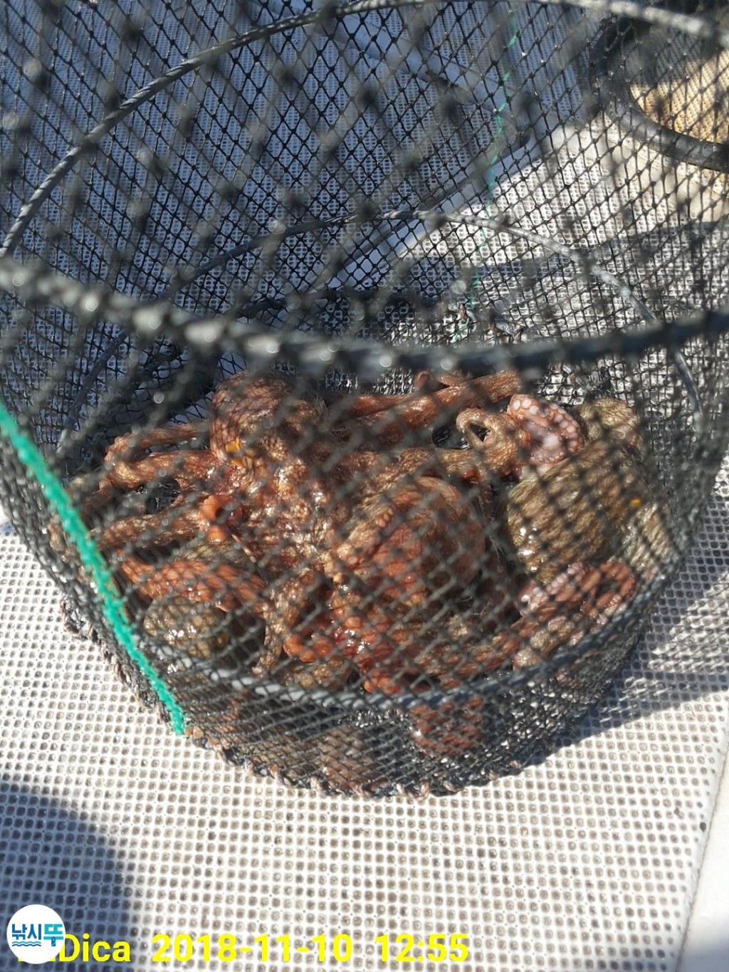 낚시뚜,돌문어,진해 안골항,제일호,낚시뚜12