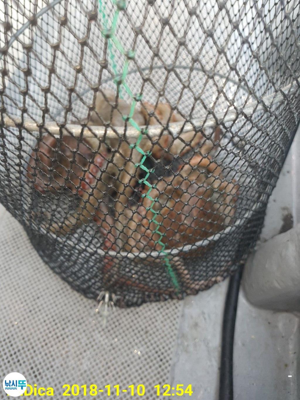 낚시뚜,돌문어,진해 안골항,제일호,낚시뚜11