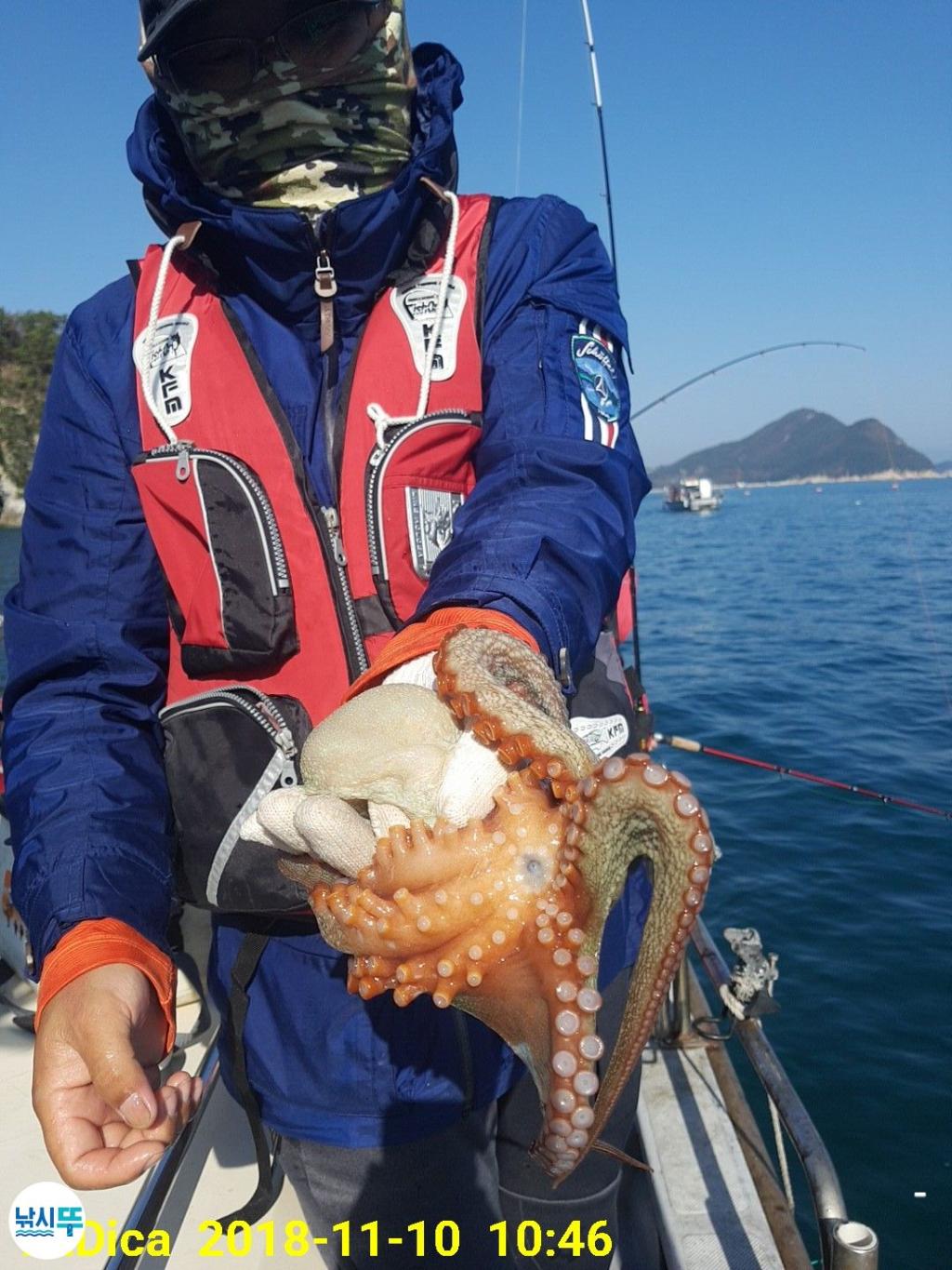 낚시뚜,돌문어,진해 안골항,제일호,낚시뚜10