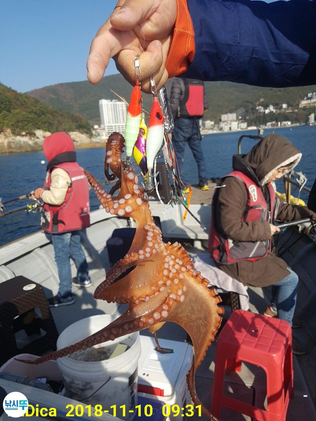 낚시뚜,돌문어,진해 안골항,제일호,낚시뚜8