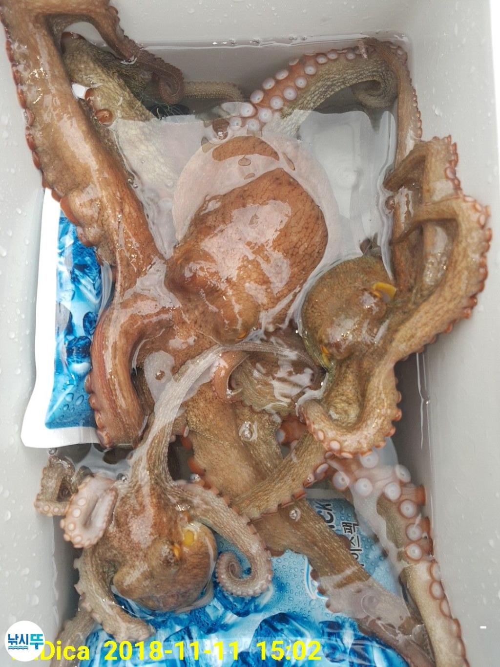 낚시뚜,돌문어,진해 안골항,제일호,낚시뚜15