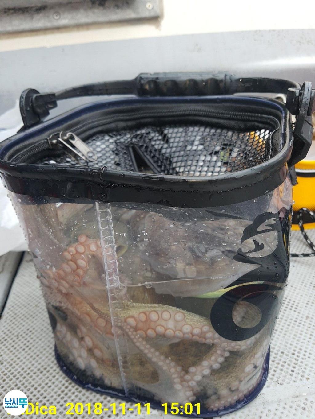 낚시뚜,돌문어,진해 안골항,제일호,낚시뚜14