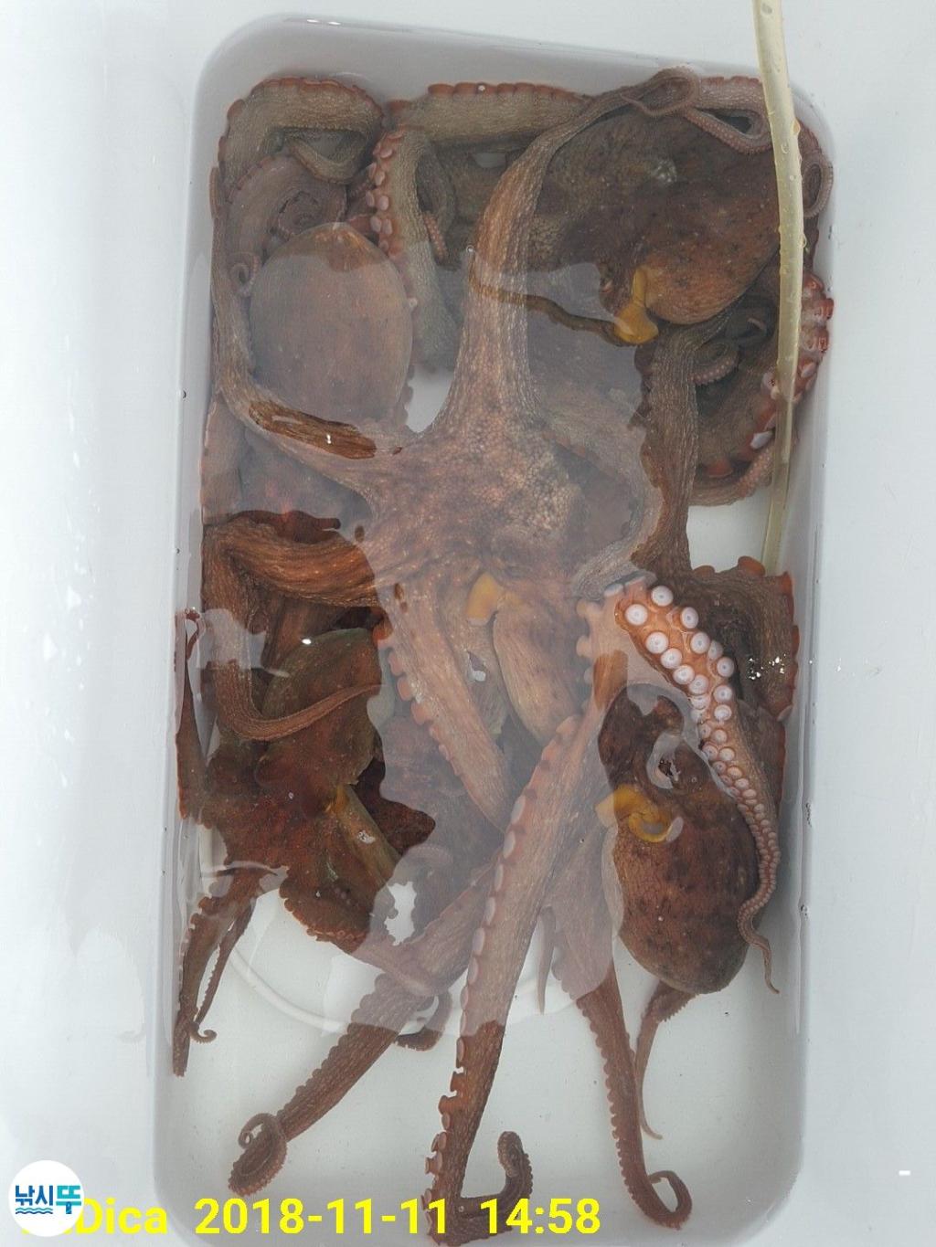 낚시뚜,돌문어,진해 안골항,제일호,낚시뚜13