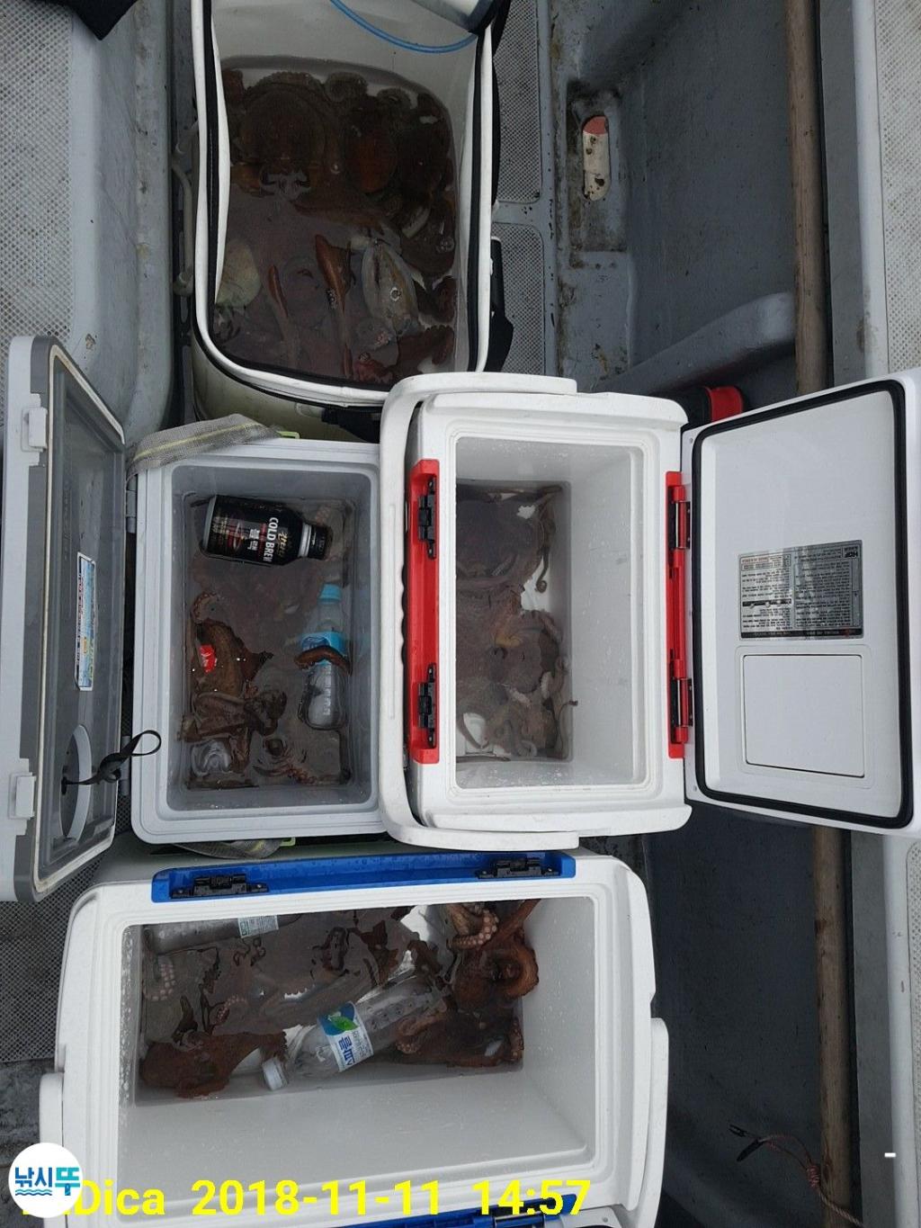 낚시뚜,돌문어,진해 안골항,제일호,낚시뚜12