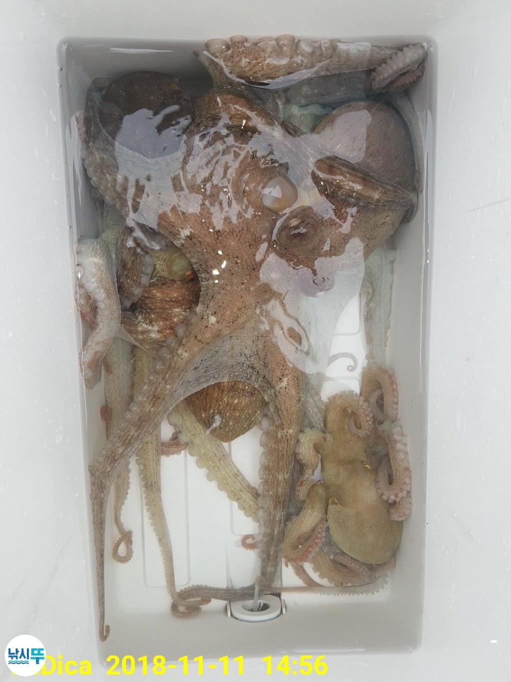 낚시뚜,돌문어,진해 안골항,제일호,낚시뚜11