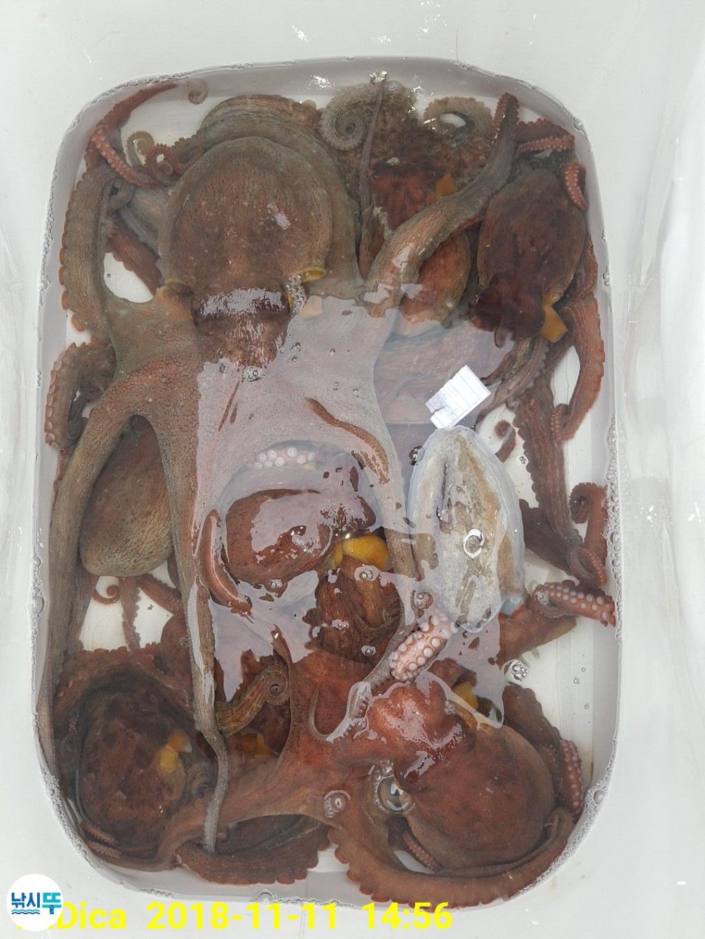 낚시뚜,돌문어,진해 안골항,제일호,낚시뚜10