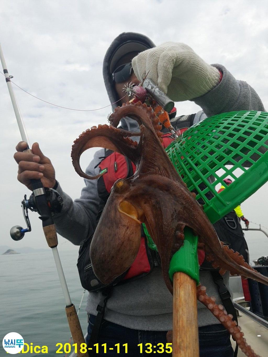 낚시뚜,돌문어,진해 안골항,제일호,낚시뚜8