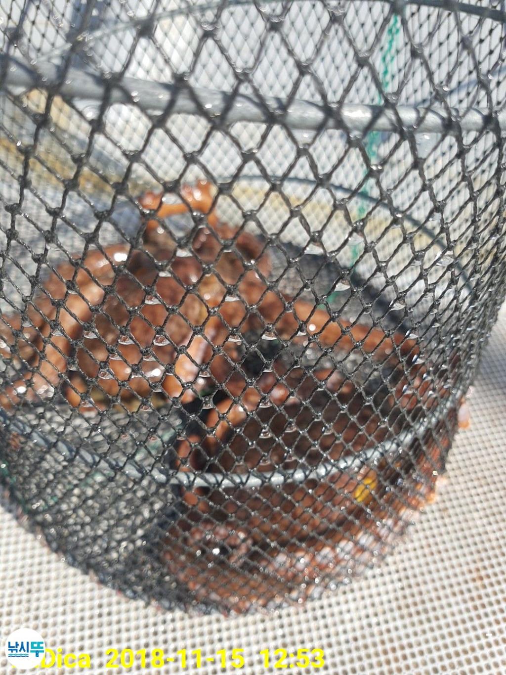 낚시뚜,돌문어,진해 안골항,제일호,낚시뚜11