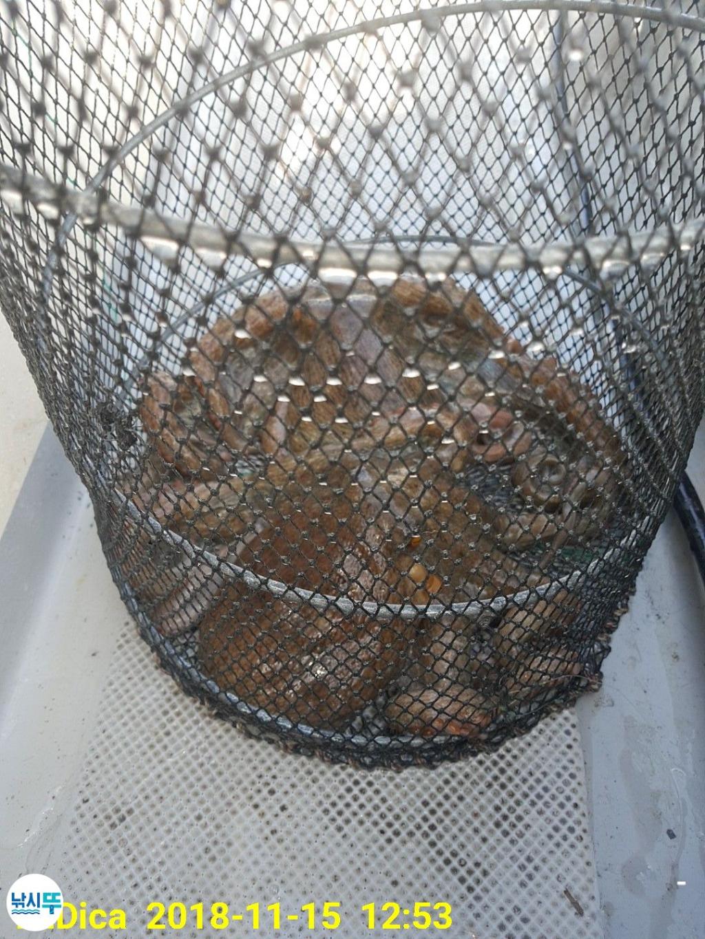 낚시뚜,돌문어,진해 안골항,제일호,낚시뚜10