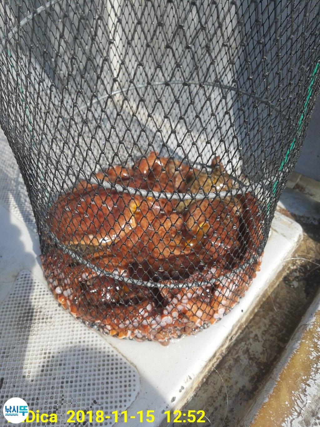 낚시뚜,돌문어,진해 안골항,제일호,낚시뚜9