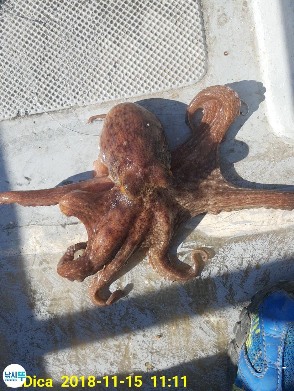 낚시뚜,돌문어,진해 안골항,제일호,낚시뚜7